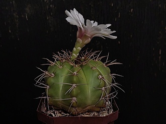 Нажмите на изображение для увеличения.

Название:	Gymnocalycium fleischerianum 1.002.jpg
Просмотров:	269
Размер:	119.3 Кб
ID:	541389