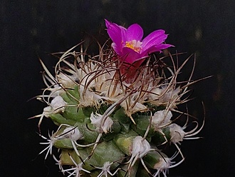 Нажмите на изображение для увеличения.

Название:	Turbinicarpus nikolae 1.002.jpg
Просмотров:	453
Размер:	173.5 Кб
ID:	541415