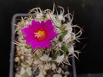 Нажмите на изображение для увеличения.

Название:	Turbinicarpus nikolae 1.003.jpg
Просмотров:	443
Размер:	158.6 Кб
ID:	541416