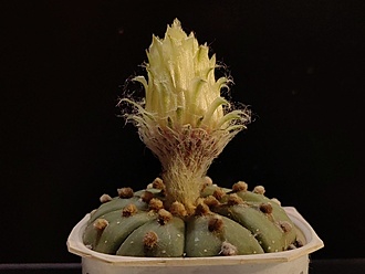 Нажмите на изображение для увеличения.

Название:	Astrophytum asterias fa.nudum 3.001b.jpg
Просмотров:	364
Размер:	109.6 Кб
ID:	541459