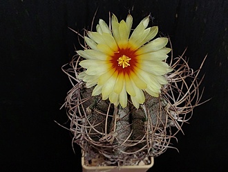 Нажмите на изображение для увеличения.

Название:	Astrophytum capricorne v.minor 3.005.jpg
Просмотров:	116
Размер:	148.3 Кб
ID:	541534