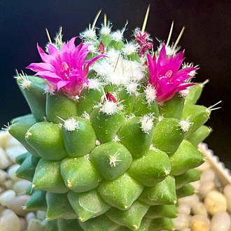 Нажмите на изображение для увеличения.

Название:	607cbf04-7c24-461e-a7e8-a0b1ac93d934.jpg
Просмотров:	121
Размер:	261.0 Кб
ID:	541830