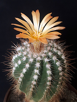 Нажмите на изображение для увеличения.

Название:	Notocactus schlosseri 2025-2.jpg
Просмотров:	199
Размер:	246.4 Кб
ID:	541832