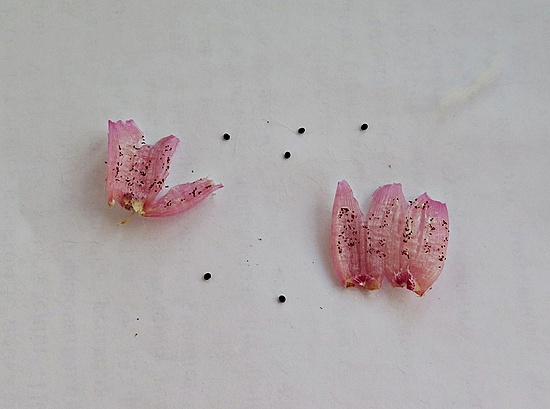 Нажмите на изображение для увеличения.

Название:	IMG_0867.jpg
Просмотров:	65
Размер:	125.0 Кб
ID:	541861