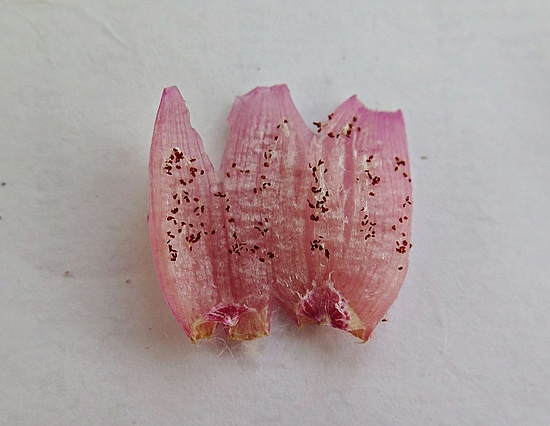 Нажмите на изображение для увеличения.

Название:	IMG_0869.jpg
Просмотров:	68
Размер:	144.0 Кб
ID:	541862