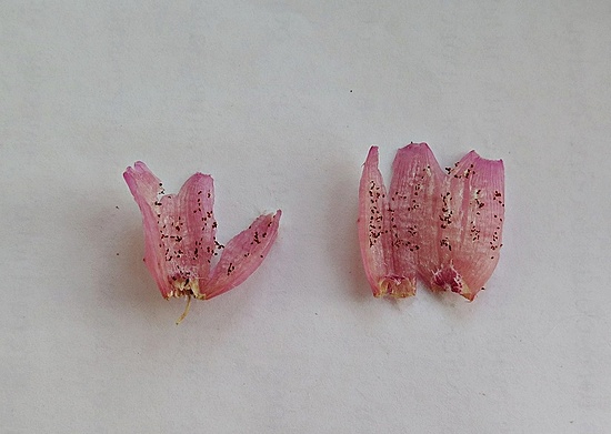 Нажмите на изображение для увеличения.

Название:	IMG_0870.jpg
Просмотров:	67
Размер:	132.4 Кб
ID:	541863