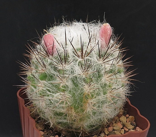 Нажмите на изображение для увеличения.

Название:	IMG_0756.jpg
Просмотров:	67
Размер:	133.1 Кб
ID:	541864