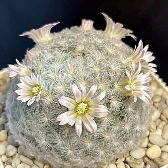 Нажмите на изображение для увеличения.  Название:	IMG_6599.jpg Просмотров:	0 Размер:	288.9 Кб ID:	541934