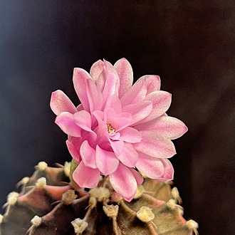 Нажмите на изображение для увеличения.  Название:	IMG_6601.jpg Просмотров:	0 Размер:	183.9 Кб ID:	541935