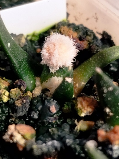 Нажмите на изображение для увеличения.  Название:	1762974290697.jpg Просмотров:	0 Размер:	141.7 Кб ID:	542007