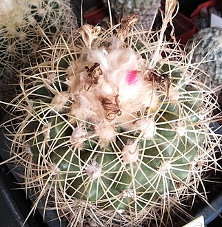 Нажмите на изображение для увеличения.

Название:	IMG_20251116_170704 — копия.jpg
Просмотров:	25
Размер:	318.4 Кб
ID:	542046