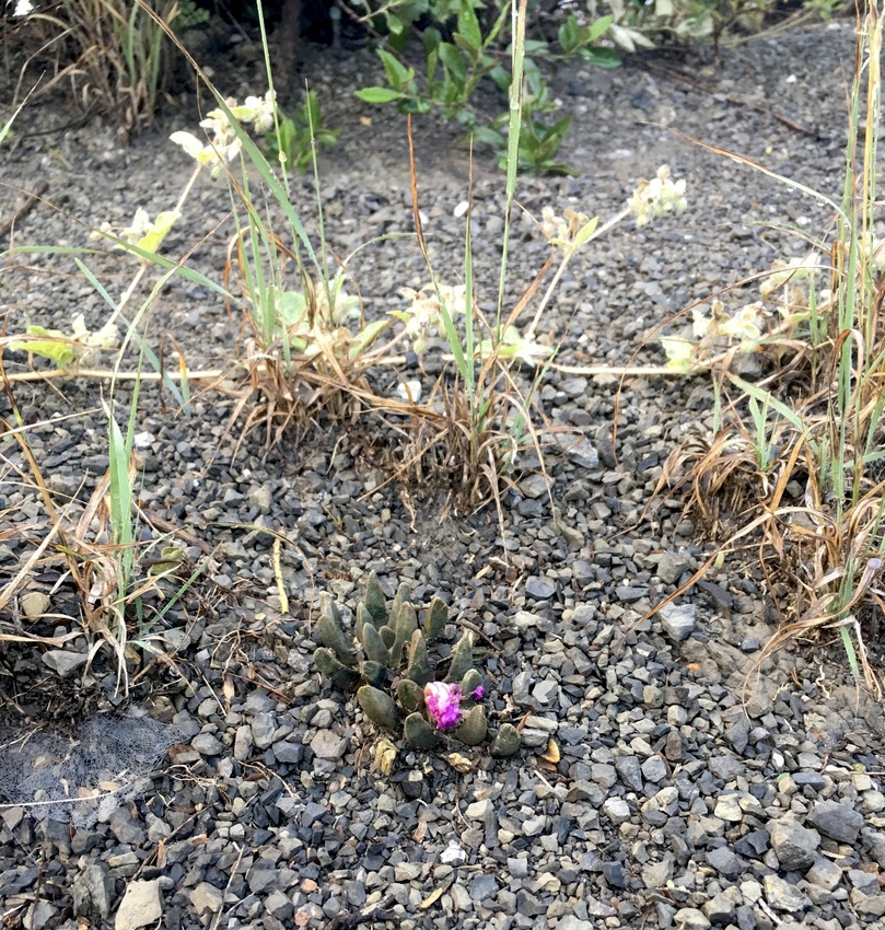 Нажмите на изображение для увеличения.

Название:	IMG_3529.jpg
Просмотров:	81
Размер:	433.3 Кб
ID:	542060