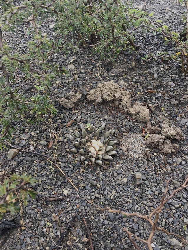 Нажмите на изображение для увеличения.

Название:	IMG_3534.jpg
Просмотров:	80
Размер:	390.5 Кб
ID:	542061