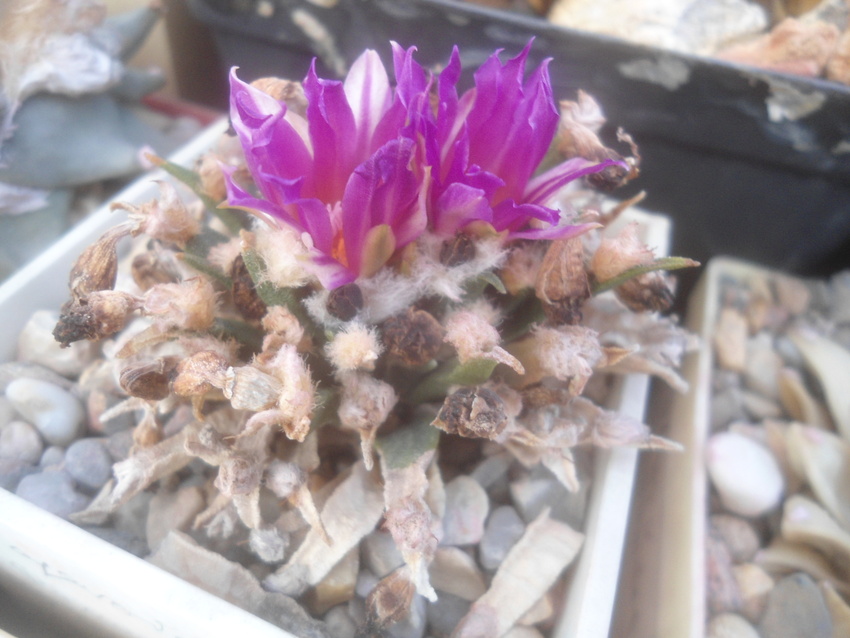 Нажмите на изображение для увеличения.

Название:	DSC02644.jpg
Просмотров:	106
Размер:	167.8 Кб
ID:	542073