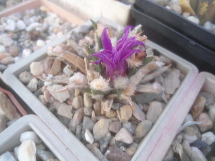 Нажмите на изображение для увеличения.

Название:	DSC02645.jpg
Просмотров:	106
Размер:	144.2 Кб
ID:	542074