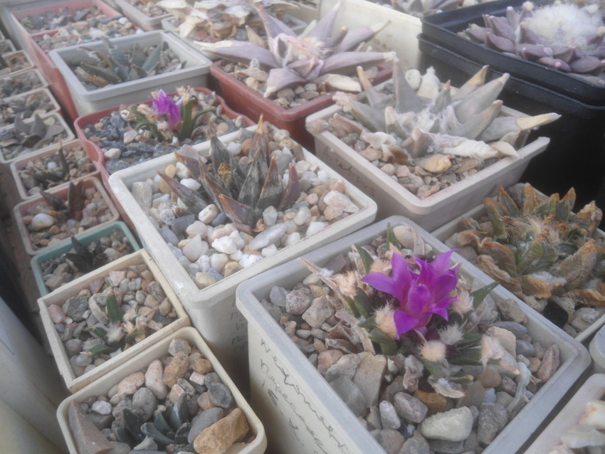 Нажмите на изображение для увеличения.

Название:	DSC02646.jpg
Просмотров:	111
Размер:	208.7 Кб
ID:	542075