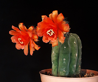 Нажмите на изображение для увеличения.

Название:	Matucana madisoniorum 2025 ноябрь.jpg
Просмотров:	94
Размер:	187.2 Кб
ID:	542083