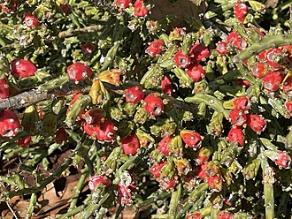 Нажмите на изображение для увеличения.

Название:	photo_2025-11-29_17-29-37.jpg
Просмотров:	121
Размер:	307.9 Кб
ID:	542104