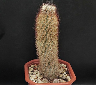 Нажмите на изображение для увеличения.

Название:	IMG_1084.jpg
Просмотров:	33
Размер:	207.7 Кб
ID:	542177