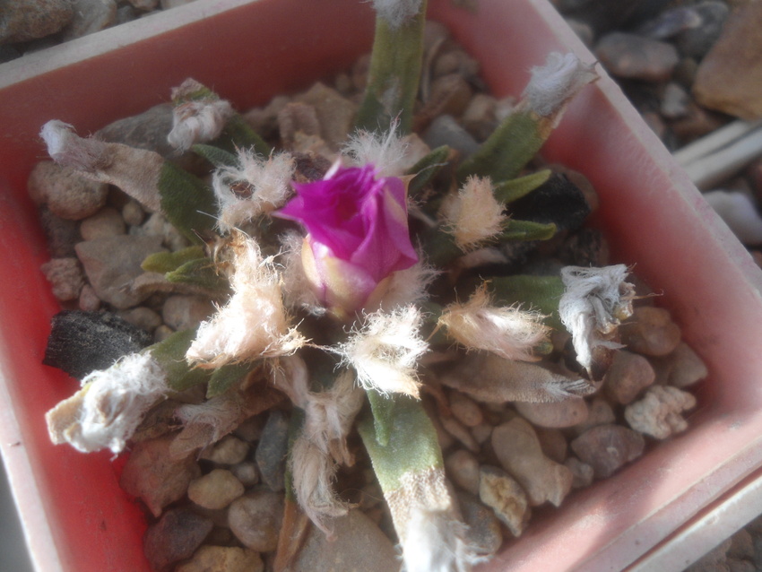 Нажмите на изображение для увеличения.

Название:	DSC02767.jpg
Просмотров:	78
Размер:	176.0 Кб
ID:	542216