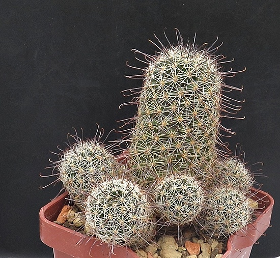 Нажмите на изображение для увеличения.

Название:	IMG_1094.jpg
Просмотров:	45
Размер:	273.5 Кб
ID:	542220