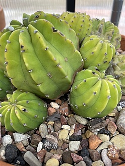 Нажмите на изображение для увеличения.

Название:	photo_2025-12-16_11-38-38.jpg
Просмотров:	106
Размер:	201.8 Кб
ID:	542224