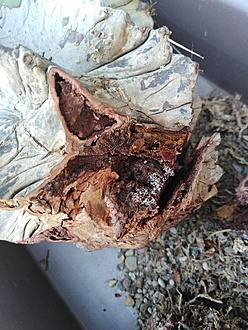 Нажмите на изображение для увеличения.

Название:	IMG_20230707_132801.jpg
Просмотров:	46
Размер:	237.4 Кб
ID:	542245