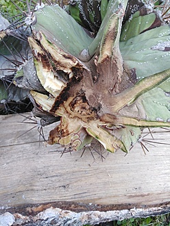 Нажмите на изображение для увеличения.

Название:	IMG_20230707_140457.jpg
Просмотров:	48
Размер:	242.8 Кб
ID:	542249