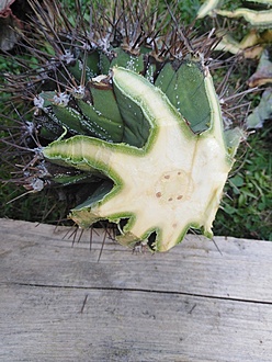 Нажмите на изображение для увеличения.

Название:	IMG_20230707_142121.jpg
Просмотров:	48
Размер:	205.5 Кб
ID:	542250