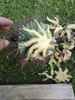 Нажмите на изображение для увеличения.

Название:	IMG_20230707_142824.jpg
Просмотров:	48
Размер:	304.7 Кб
ID:	542251