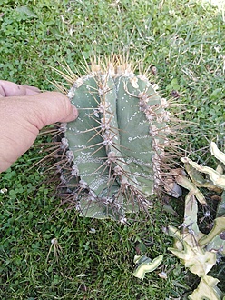 Нажмите на изображение для увеличения.

Название:	IMG_20230707_142839.jpg
Просмотров:	48
Размер:	306.4 Кб
ID:	542252