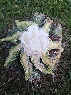 Нажмите на изображение для увеличения.

Название:	IMG_20230707_143506.jpg
Просмотров:	54
Размер:	240.4 Кб
ID:	542255