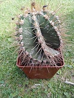 Нажмите на изображение для увеличения.

Название:	IMG_20230707_144831.jpg
Просмотров:	53
Размер:	292.2 Кб
ID:	542256