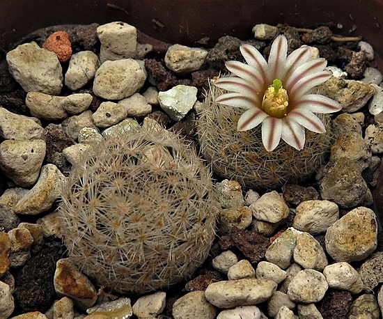 Нажмите на изображение для увеличения.

Название:	IMG_1105.jpg
Просмотров:	129
Размер:	278.8 Кб
ID:	542263