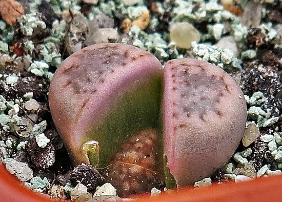 Нажмите на изображение для увеличения.

Название:	IMG_1133.jpg
Просмотров:	49
Размер:	381.2 Кб
ID:	542291