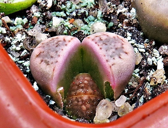 Нажмите на изображение для увеличения.

Название:	IMG_1144.jpg
Просмотров:	49
Размер:	260.8 Кб
ID:	542292