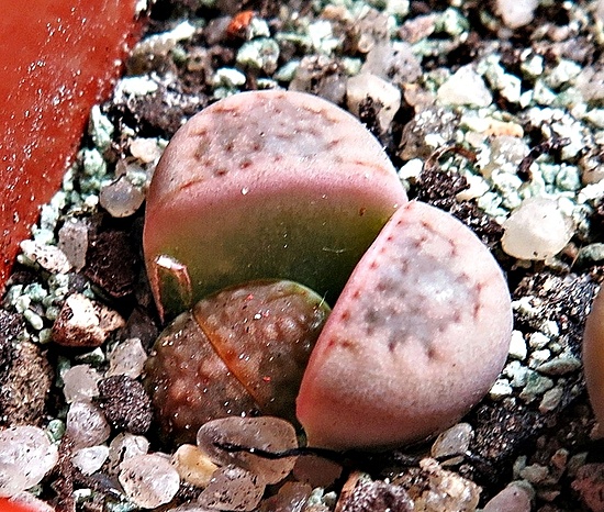 Нажмите на изображение для увеличения.

Название:	IMG_1151.jpg
Просмотров:	49
Размер:	273.5 Кб
ID:	542293