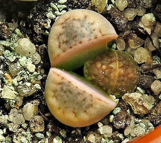 Нажмите на изображение для увеличения.

Название:	IMG_1164.jpg
Просмотров:	49
Размер:	263.0 Кб
ID:	542294