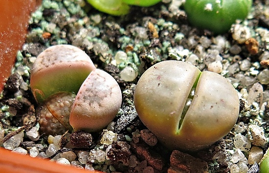 Нажмите на изображение для увеличения.

Название:	IMG_1170.jpg
Просмотров:	0
Размер:	218.5 Кб
ID:	542299