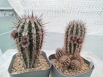 Нажмите на изображение для увеличения.

Название:	IMG_20250614_095518.jpg
Просмотров:	77
Размер:	212.2 Кб
ID:	542304