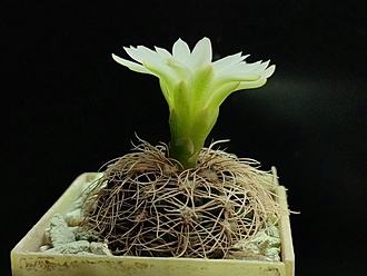Нажмите на изображение для увеличения.

Название:	Gymnocalycium bruchii ssp.melojeri VG 272 004.jpg
Просмотров:	60
Размер:	147.7 Кб
ID:	542324