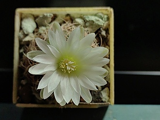 Нажмите на изображение для увеличения.

Название:	Gymnocalycium bruchii ssp.melojeri VG 272 005.jpg
Просмотров:	60
Размер:	119.5 Кб
ID:	542325