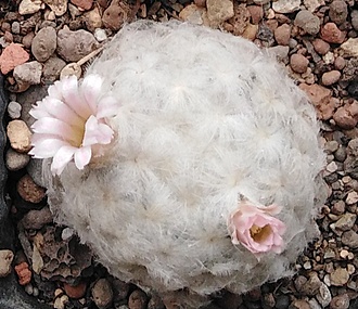 Нажмите на изображение для увеличения.

Название:	IMG_20251225_151902.jpg
Просмотров:	75
Размер:	191.5 Кб
ID:	542334