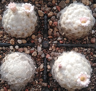 Нажмите на изображение для увеличения.

Название:	IMG_20251230_142349.jpg
Просмотров:	74
Размер:	314.0 Кб
ID:	542336