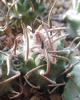 Нажмите на изображение для увеличения.

Название:	IMG_20251230_143117.jpg
Просмотров:	72
Размер:	200.1 Кб
ID:	542337