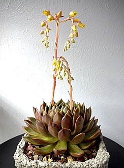 Нажмите на изображение для увеличения.  Название:	МИРА 3.jpg Просмотров:	0 Размер:	175.1 Кб ID:	542422