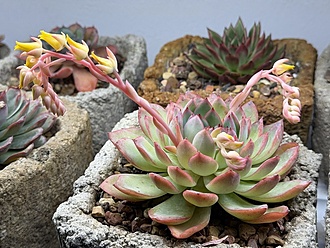 Нажмите на изображение для увеличения.  Название:	1Х.jpg Просмотров:	0 Размер:	227.0 Кб ID:	542423