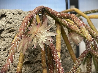 Нажмите на изображение для увеличения.

Название:	photo_2026-01-11_11-48-15.jpg
Просмотров:	133
Размер:	224.2 Кб
ID:	542431