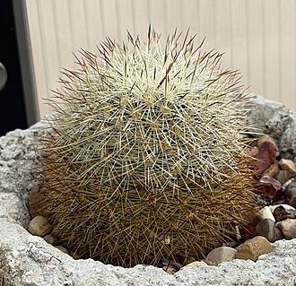 Нажмите на изображение для увеличения.

Название:	IMG_0221.jpg
Просмотров:	46
Размер:	345.1 Кб
ID:	542438