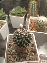 Нажмите на изображение для увеличения.

Название:	coahuelensis_26_01.jpg
Просмотров:	108
Размер:	142.4 Кб
ID:	542469